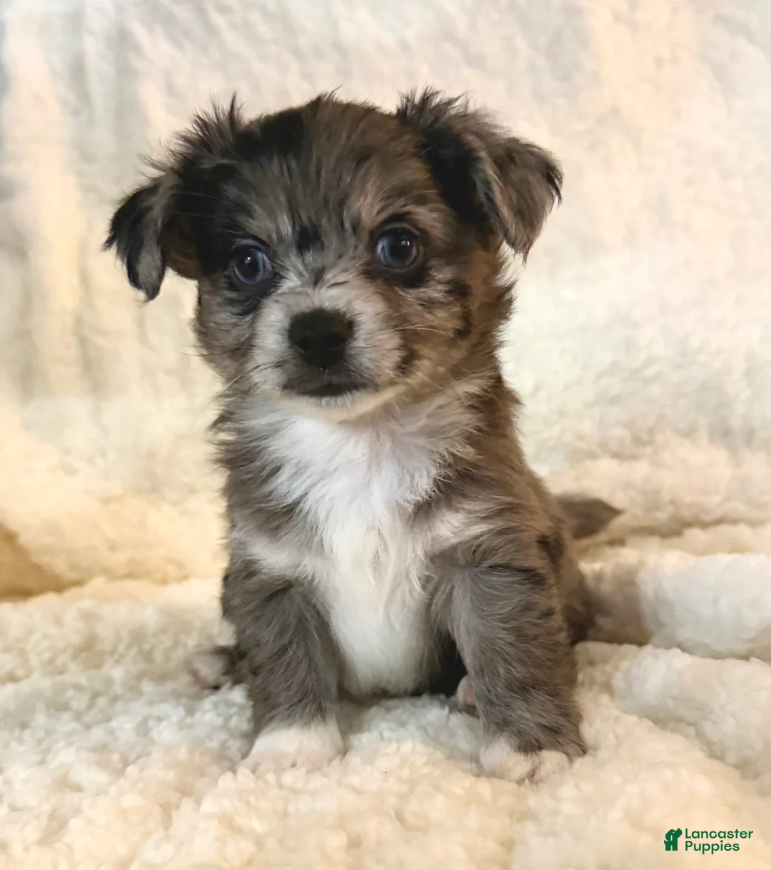 Mixed Breed dogs for sale: Bentley - Ad 1