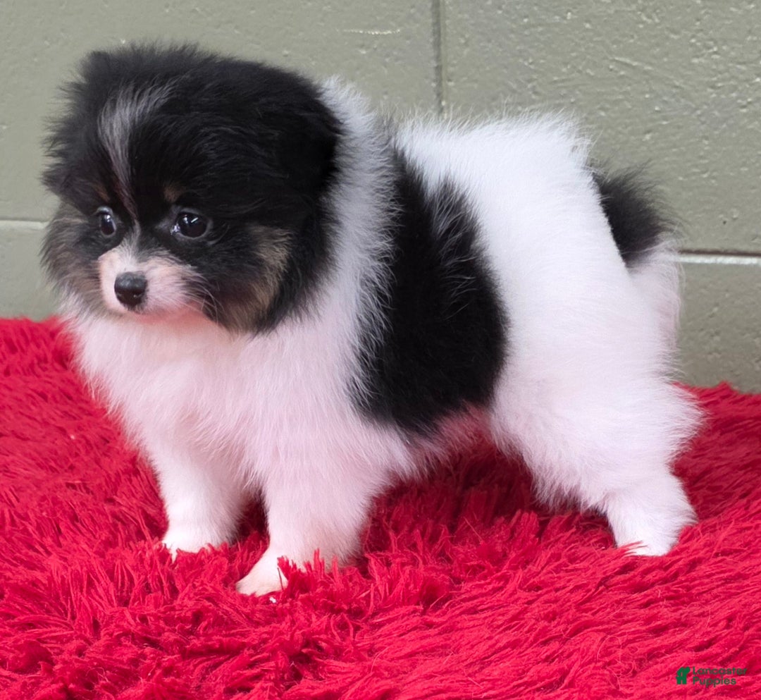 Pomeranian dogs for sale: Pomeranian Puppy 1 - Ad 4