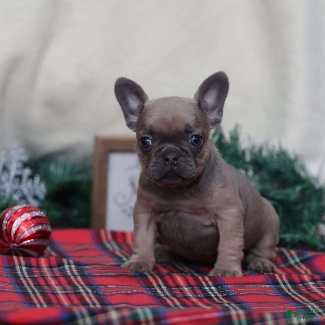 French Bulldog dogs for sale: Olive  - Ad 5