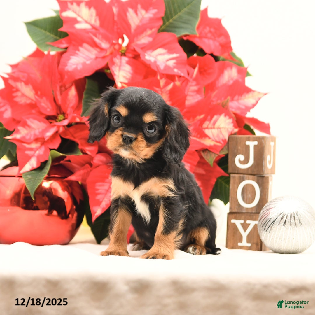 Cavalier King Charles Spaniel dogs for sale: Jingle  - Ad 2