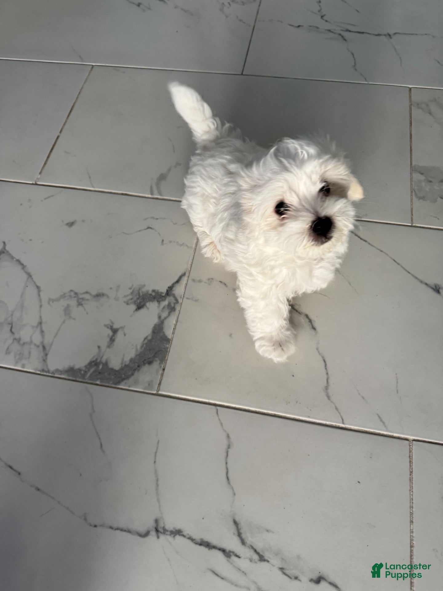 Maltese dogs Maltese 2 - Ad 1