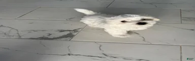 Maltese 2
