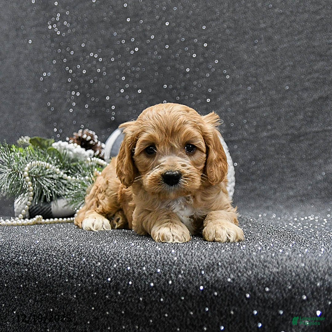 Cavapoo dogs for sale: Pepper - Ad 4