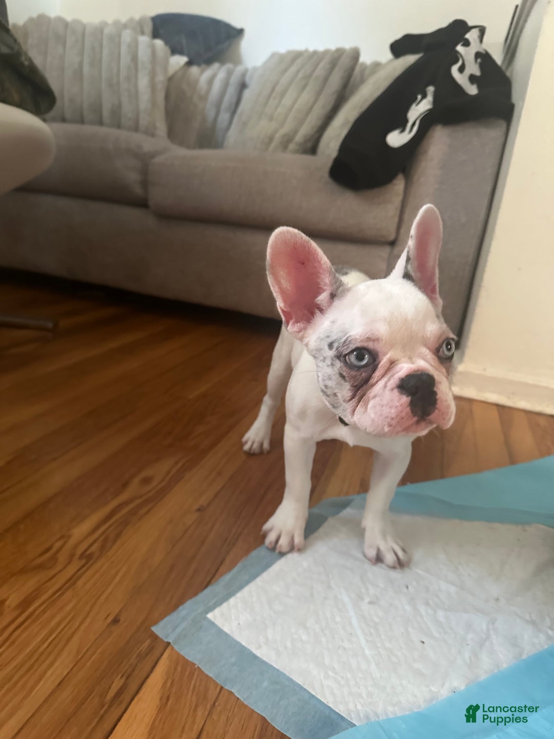 French Bulldog dogs for sale: Willow  - Ad 4