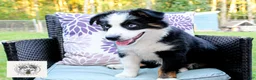 Miniature Australian Shepherd dogs for sale: Jack - Ad 3
