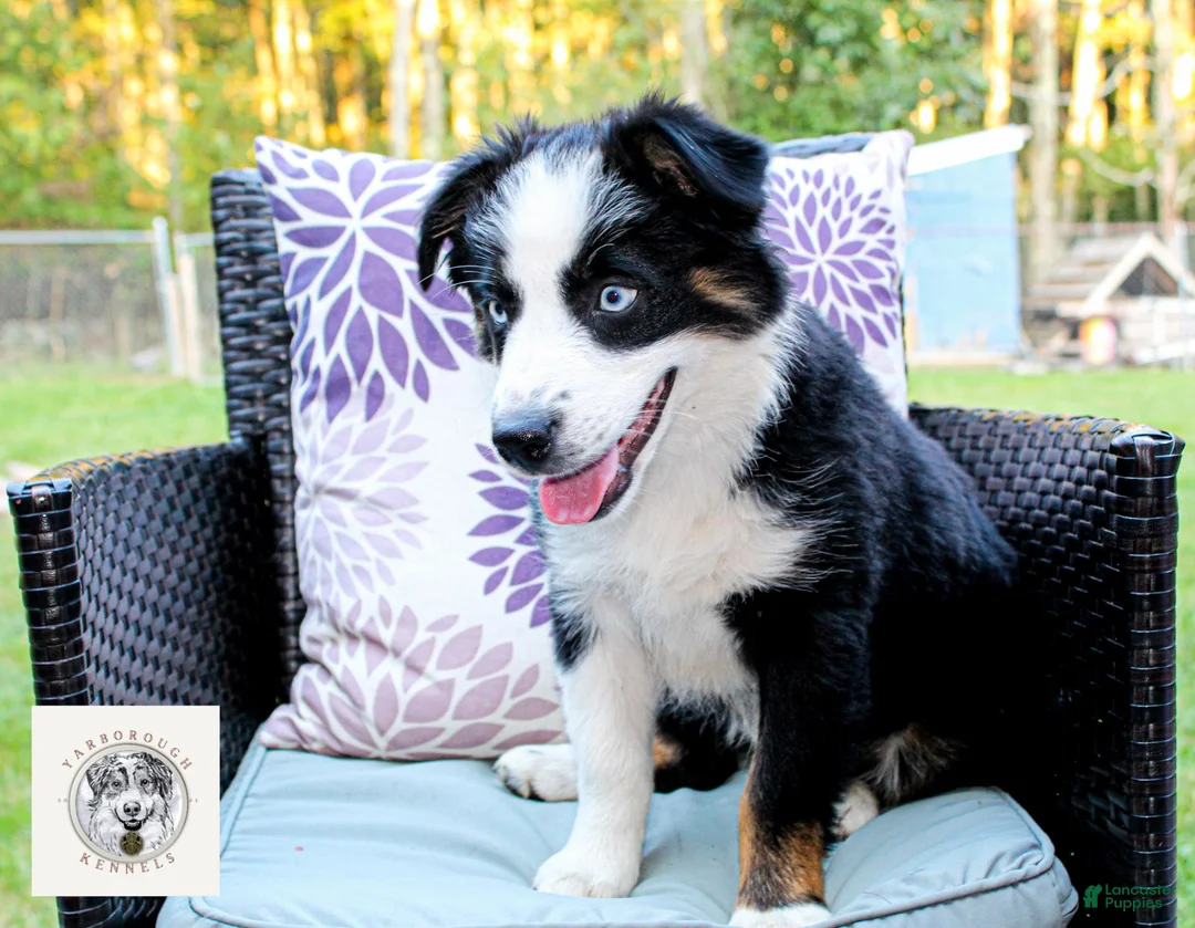 Miniature Australian Shepherd dogs for sale: Jack - Ad 3