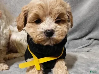 Maltipoo dogs Maltipoo Puppy 2 - Ad 7