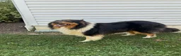 Collie dogs for sale: Pebbles - Ad 6