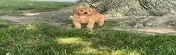 Mini Goldendoodle dogs for sale: Milie Mini Goldendoodle  - Ad 4