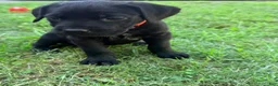 Cane Corso dogs for sale: Cain AKC red collar - Ad 8