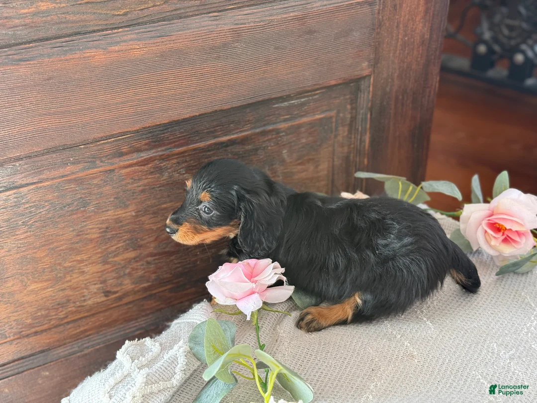 Miniature Dachshund dogs for sale: Monty - Ad 8