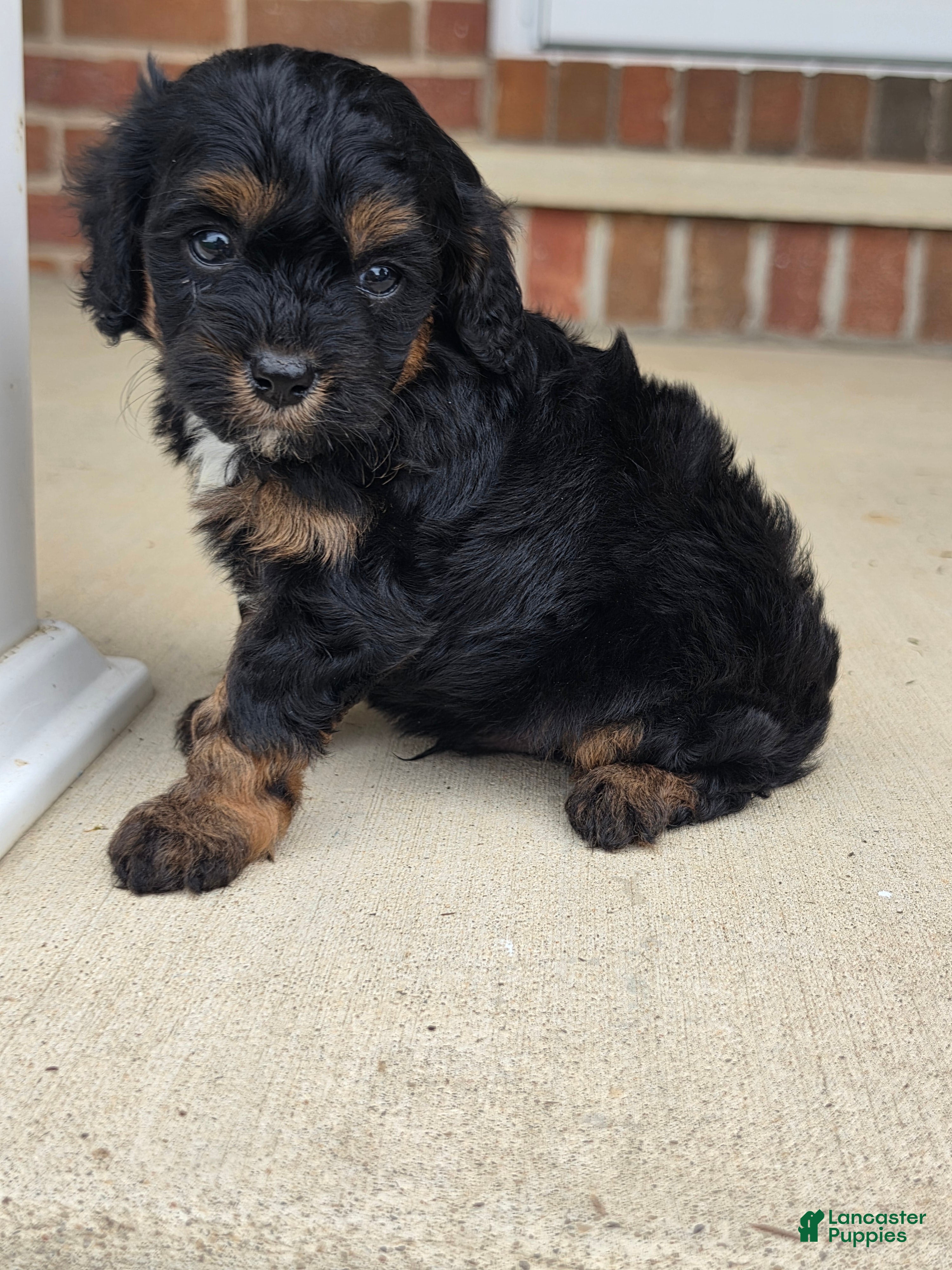Cavapoo dogs for sale: Rio - Ad 1