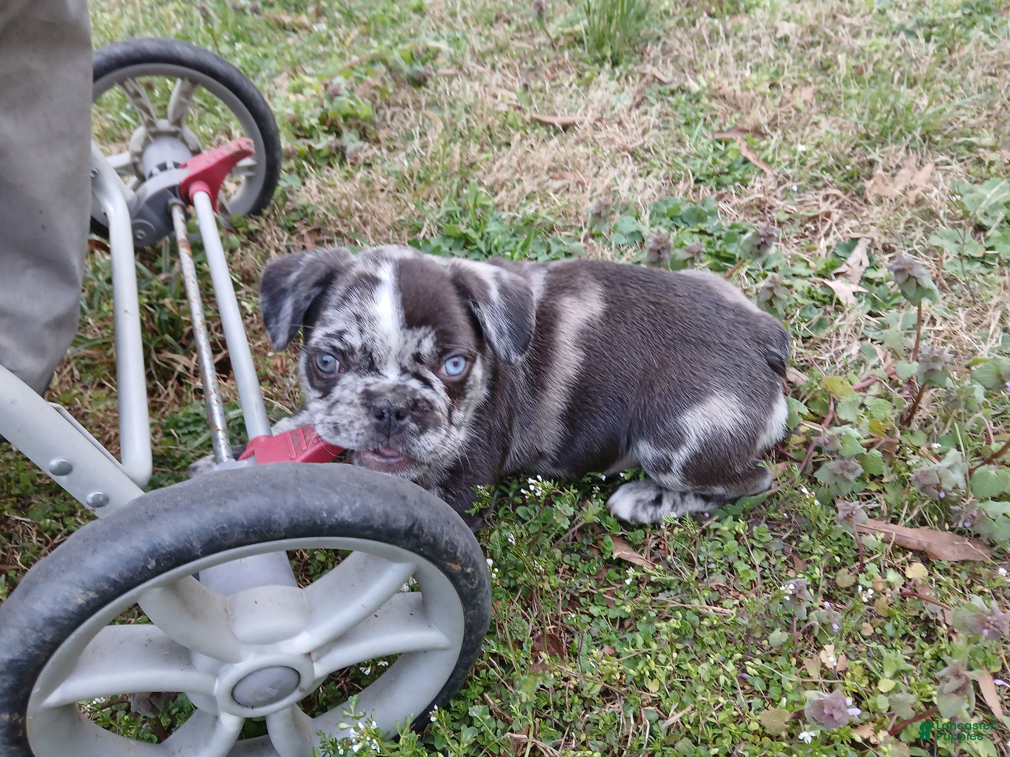 French Bulldog dogs French Bulldog Puppy 2 - Ad 25
