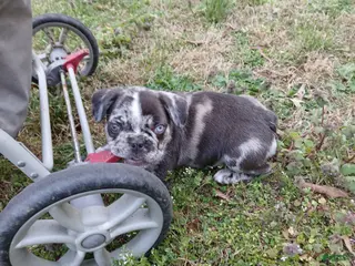 French Bulldog dogs French Bulldog Puppy 2 - Ad 25