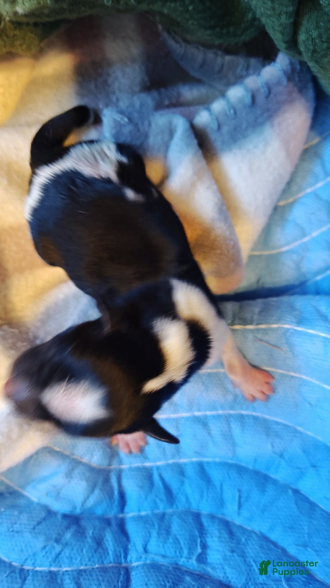 Miniature Schnauzer dogs for sale: Miniature Schnauzer Girl 1 - Ad 2