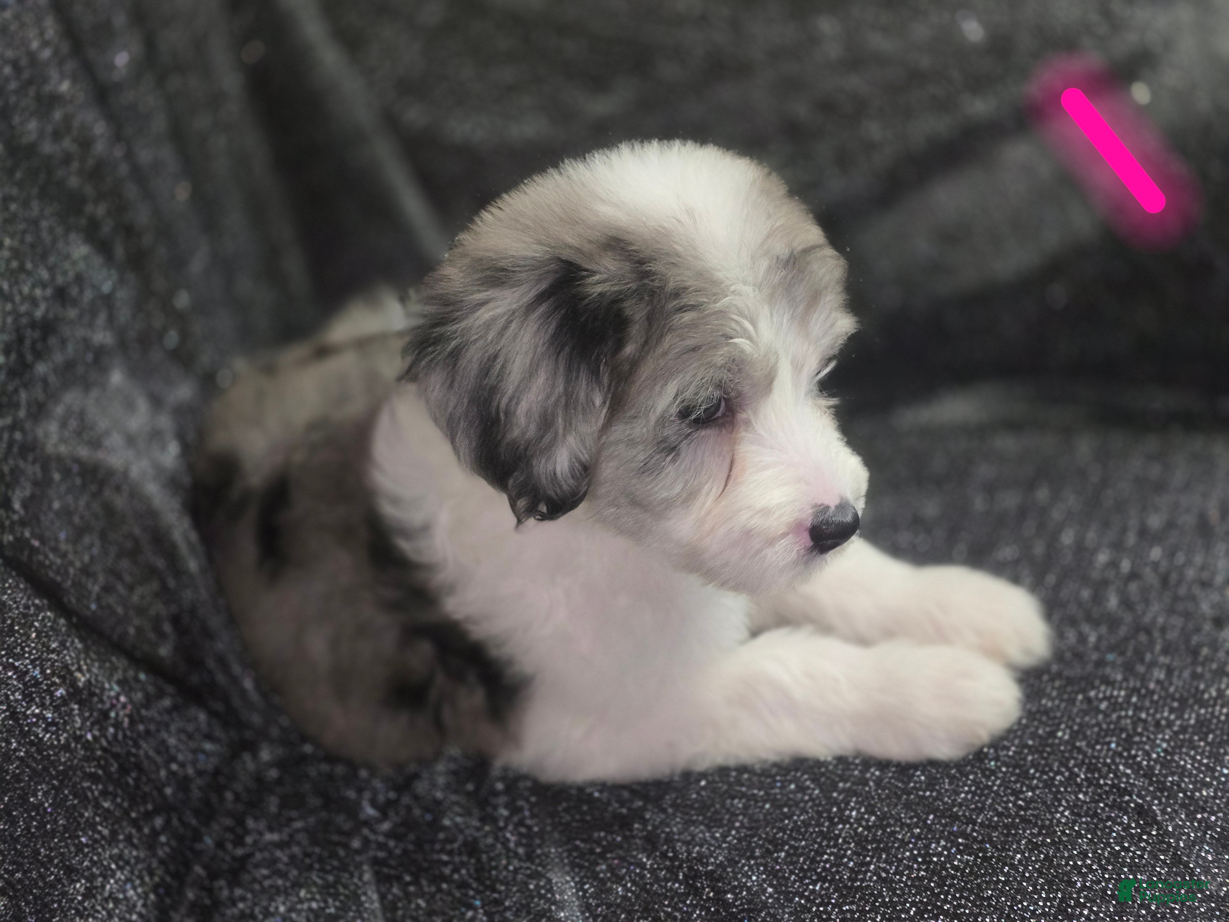 Sheepadoodle dogs Lily- maroon - Ad 33