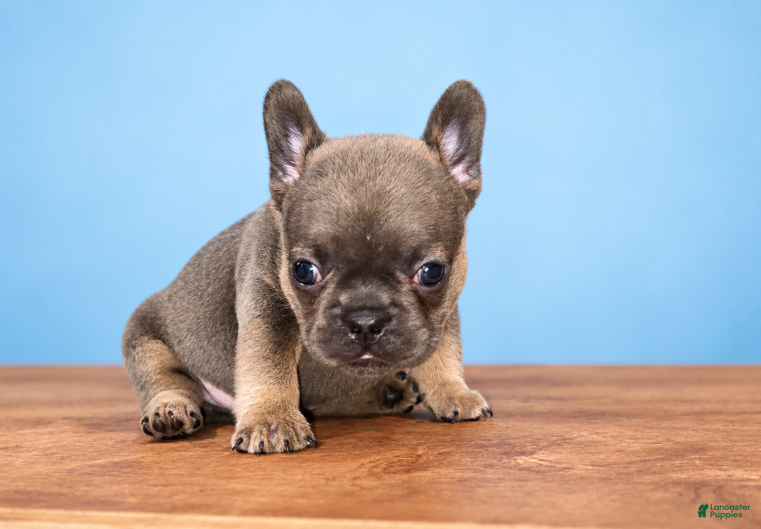 French Bulldog dogs French Bulldog 3 - Ad 40