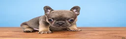 French Bulldog dogs for sale: French Bulldog 3 - Ad 1