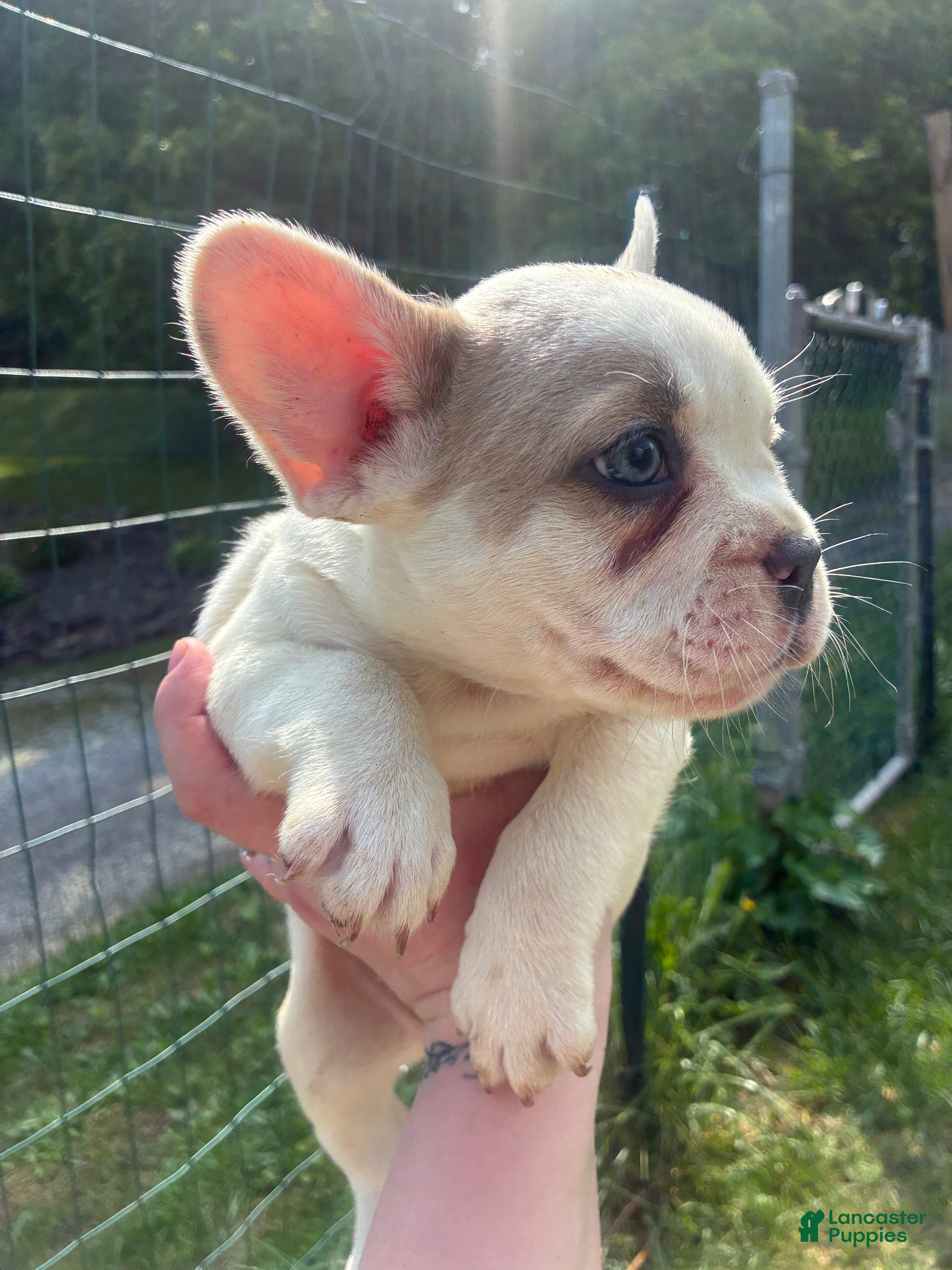 French Bulldog dogs French Bulldog Puppy 7 (standard fur) - Ad 1