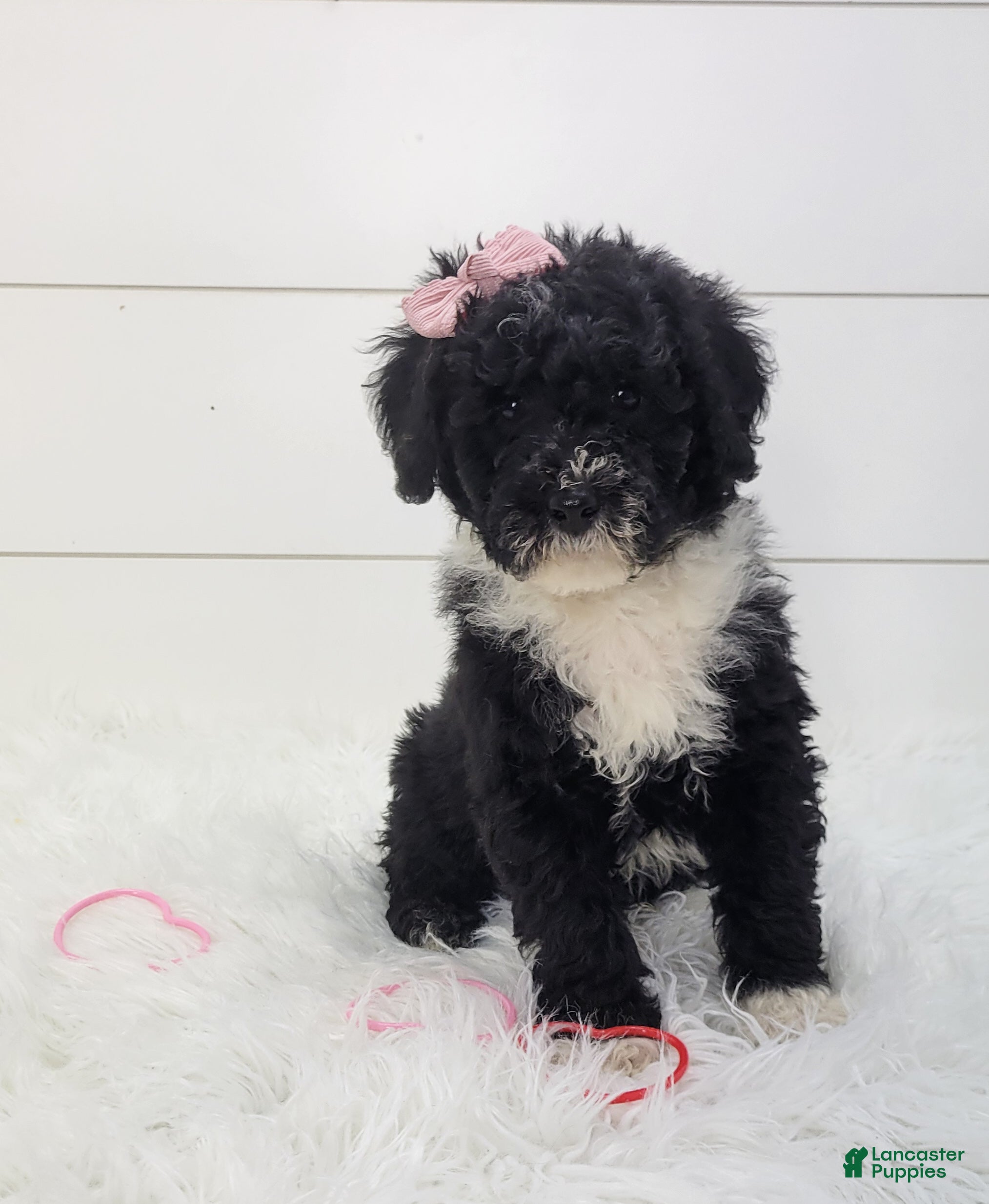 Portuguese Water Dog dogs Jovi - Ad 35