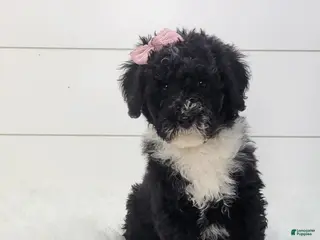 Portuguese Water Dog dogs Jovi - Ad 35