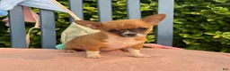 Chihuahua dogs for sale: Henry - Ad 6