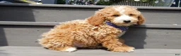 Mini Goldendoodle dogs for sale: Brody - Ad 5