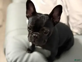 French Bulldog dogs Coco - Ad 12