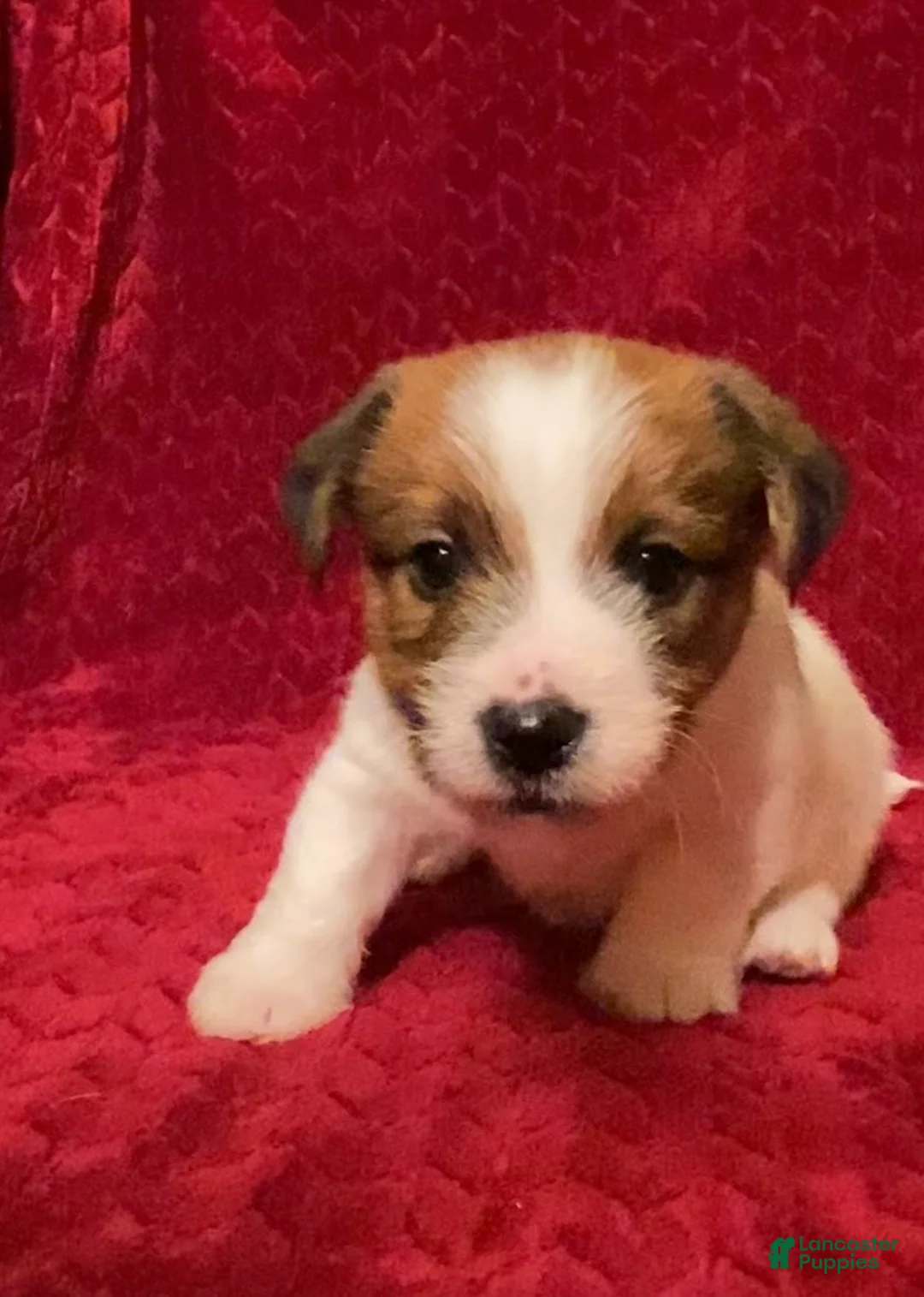 Jack Russell Terrier dogs for sale: Jack Russell Terrier Puppy 1 - Ad 2