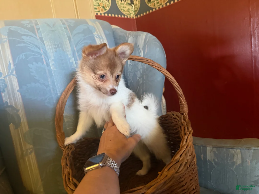 Mixed Breed dogs for sale: Cookie’s Girl “Ginger” - Ad 1