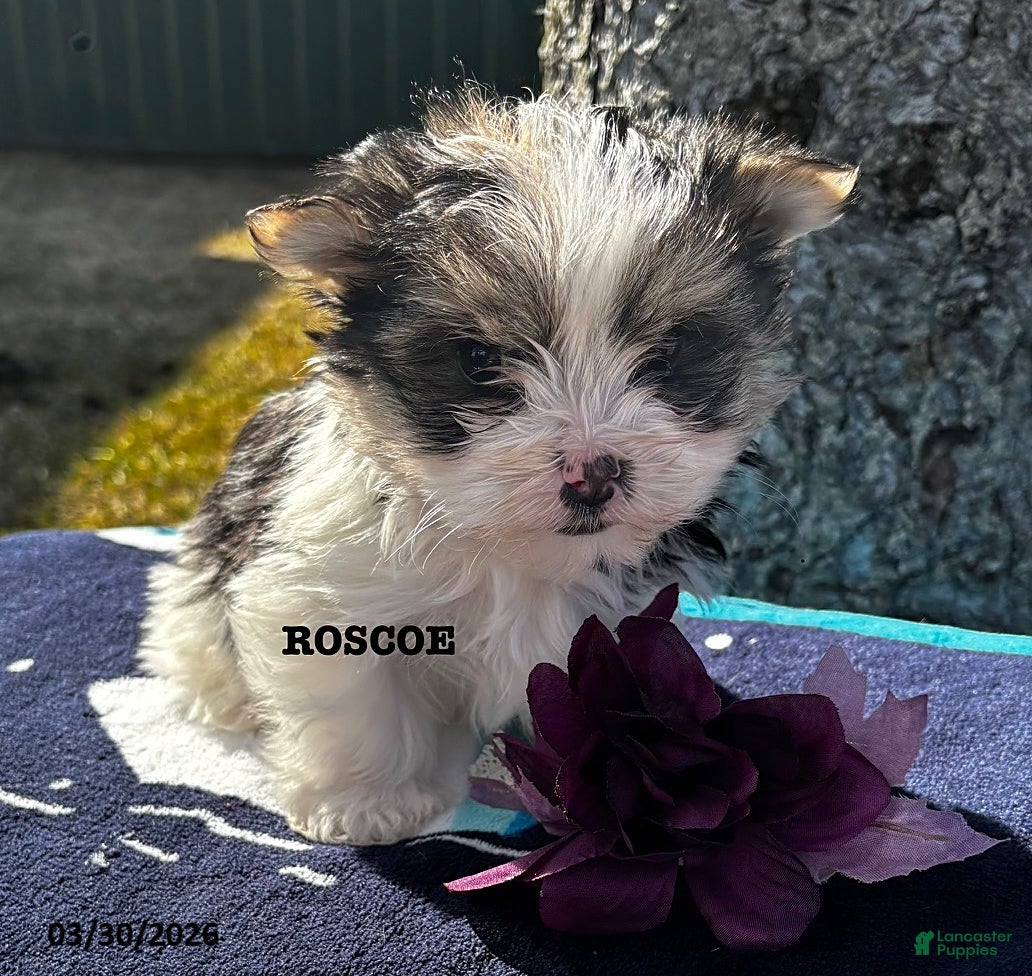 Morkie dogs Roscoe - Ad 1