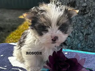 Morkie dogs for sale: Roscoe - Ad 4