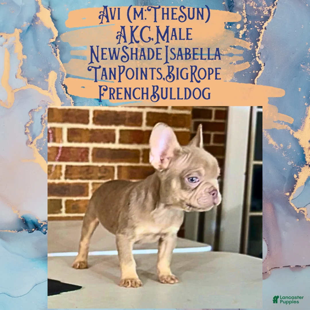 French Bulldog dogs for sale: Avi (mng: Light) - Ad 11