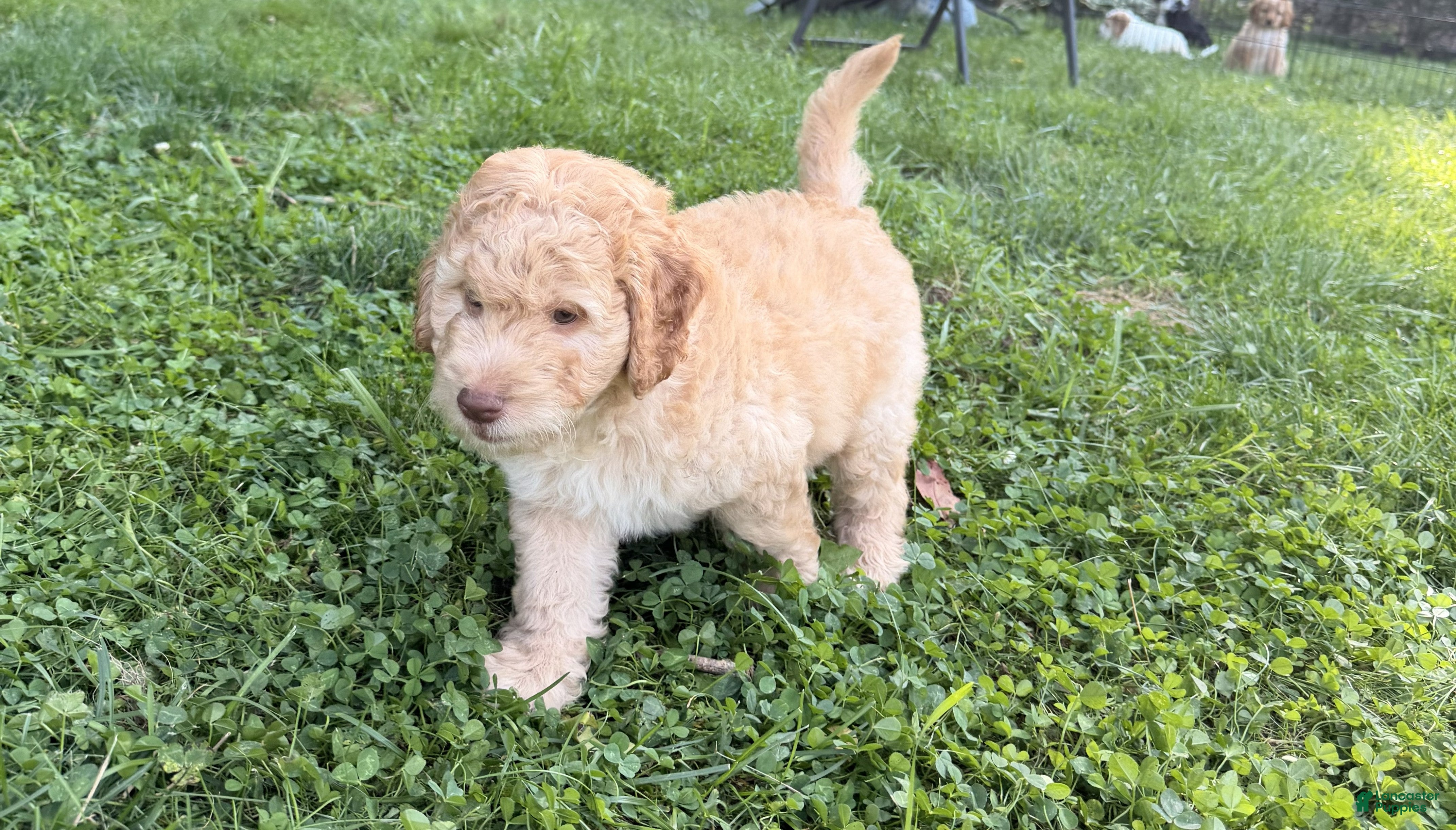 Aussiedoodle dogs Charlie - Ad 1