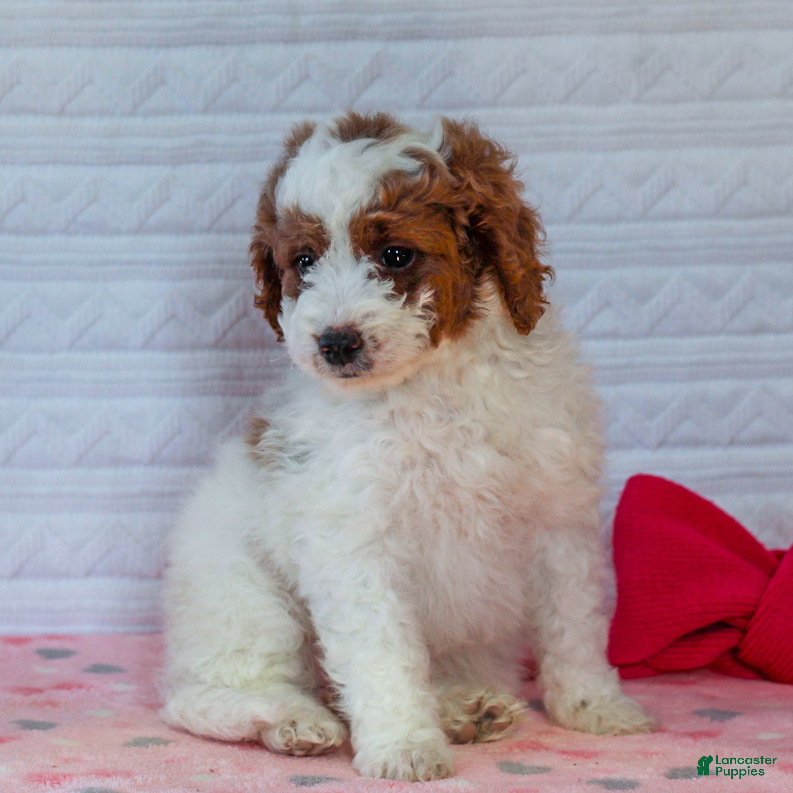 Mini Goldendoodle dogs Jasmine - Ad 2