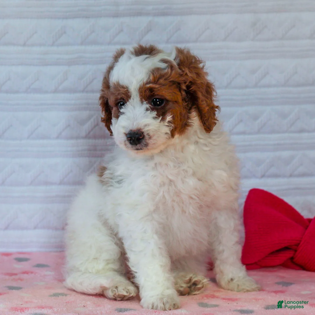 Mini Goldendoodle dogs for sale: Jasmine - Ad 2