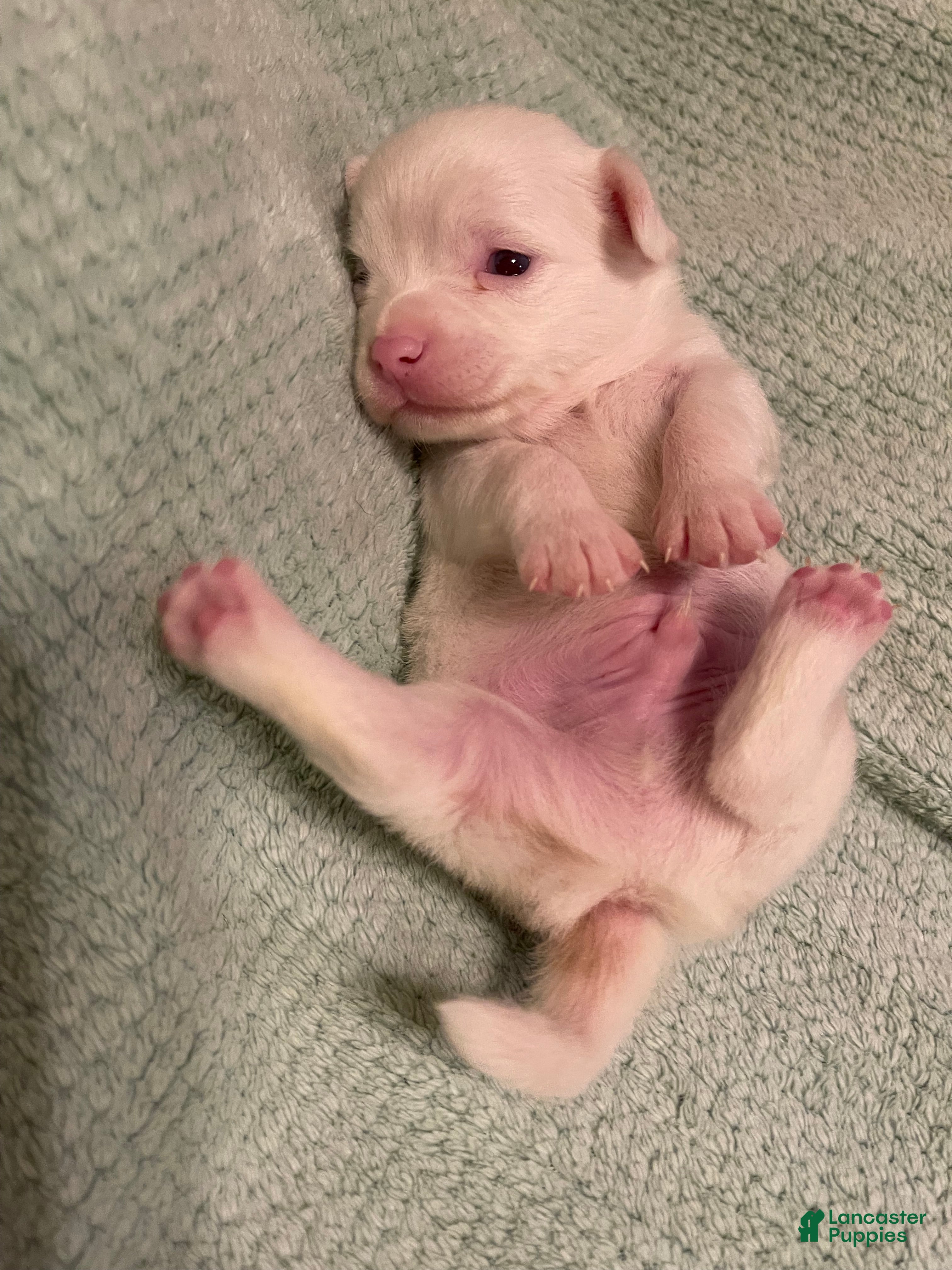 Chihuahua dogs for sale: Chihuahua 2 - Ad 1
