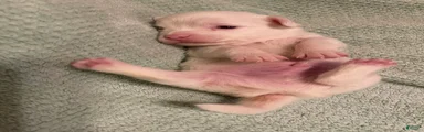 Chihuahua 2