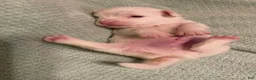 Chihuahua dogs for sale: Chihuahua 2 - Ad 1