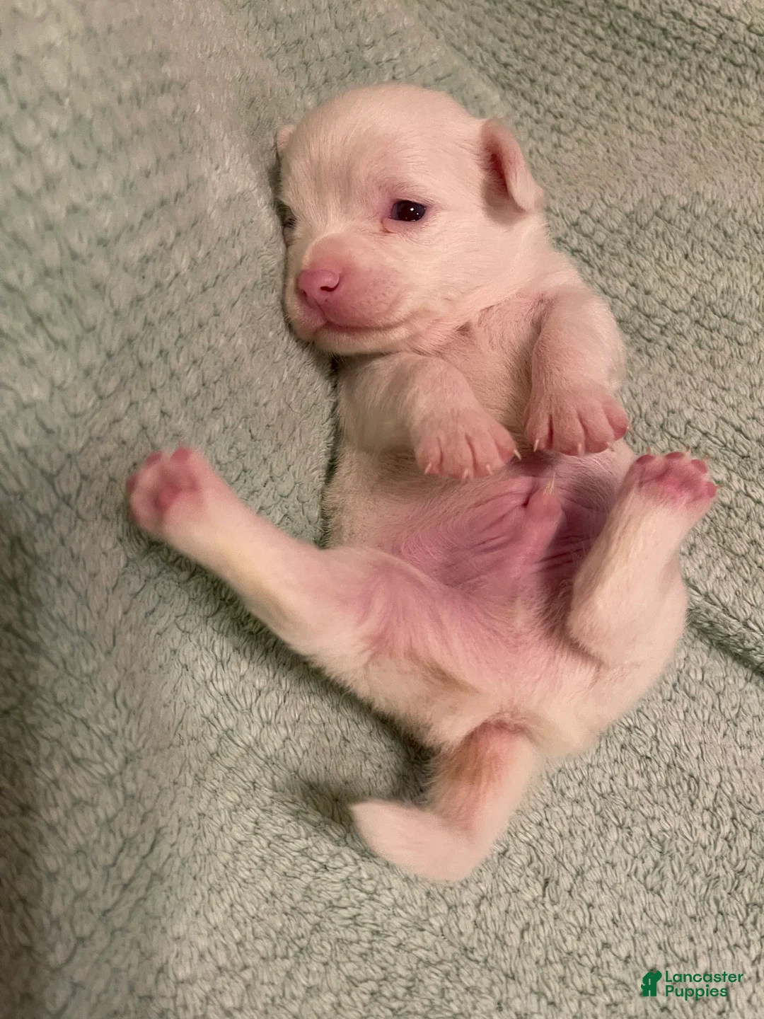 Chihuahua dogs for sale: Chihuahua 2 - Ad 1