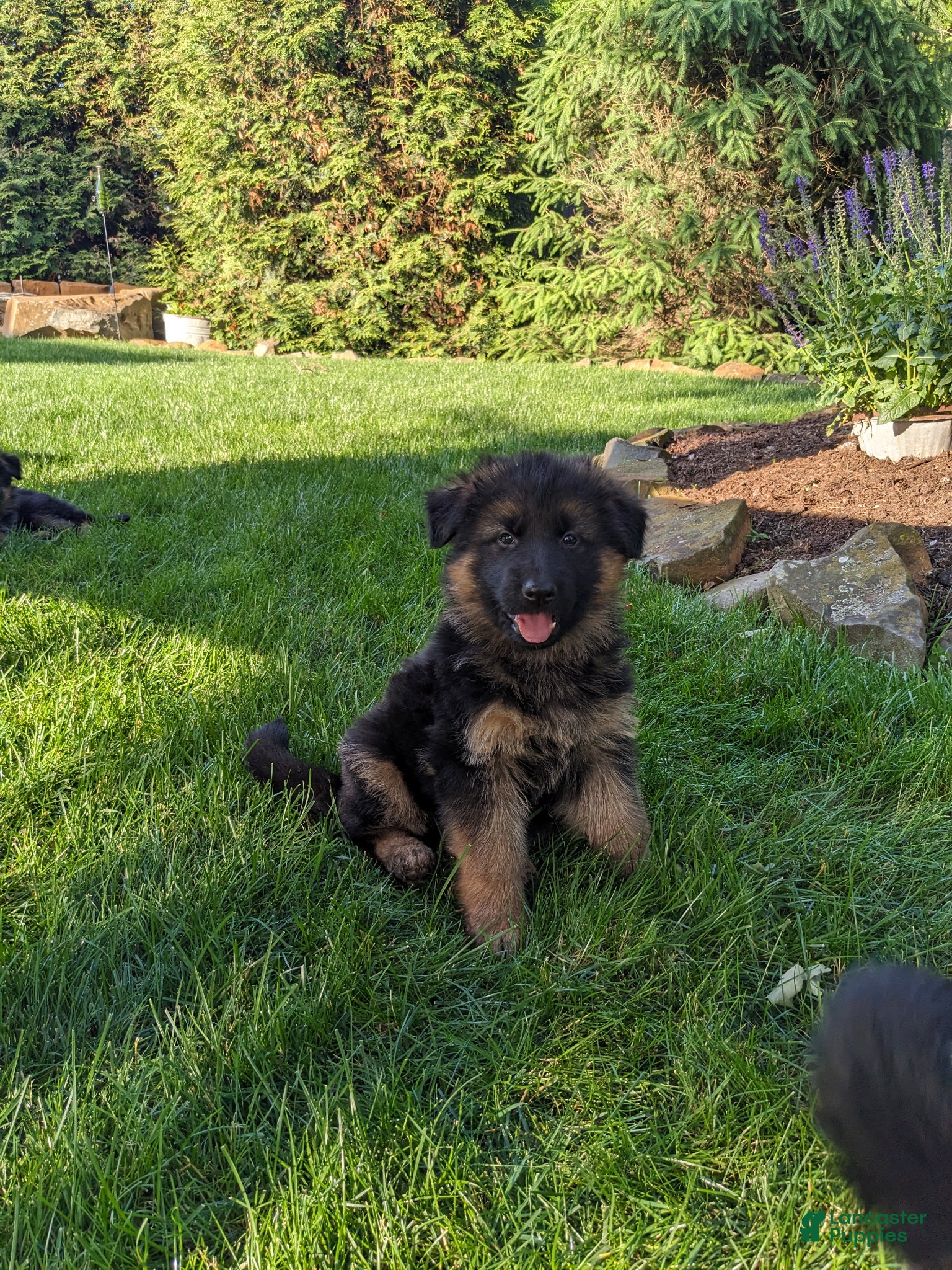 German Shepherd dogs German Shepherd Puppy 1 - Ad 2