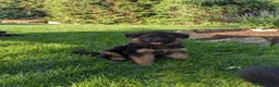 German Shepherd dogs for sale: German Shepherd Puppy 1 - Ad 2