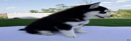Pomsky dogs for sale: Savannah - Ad 3