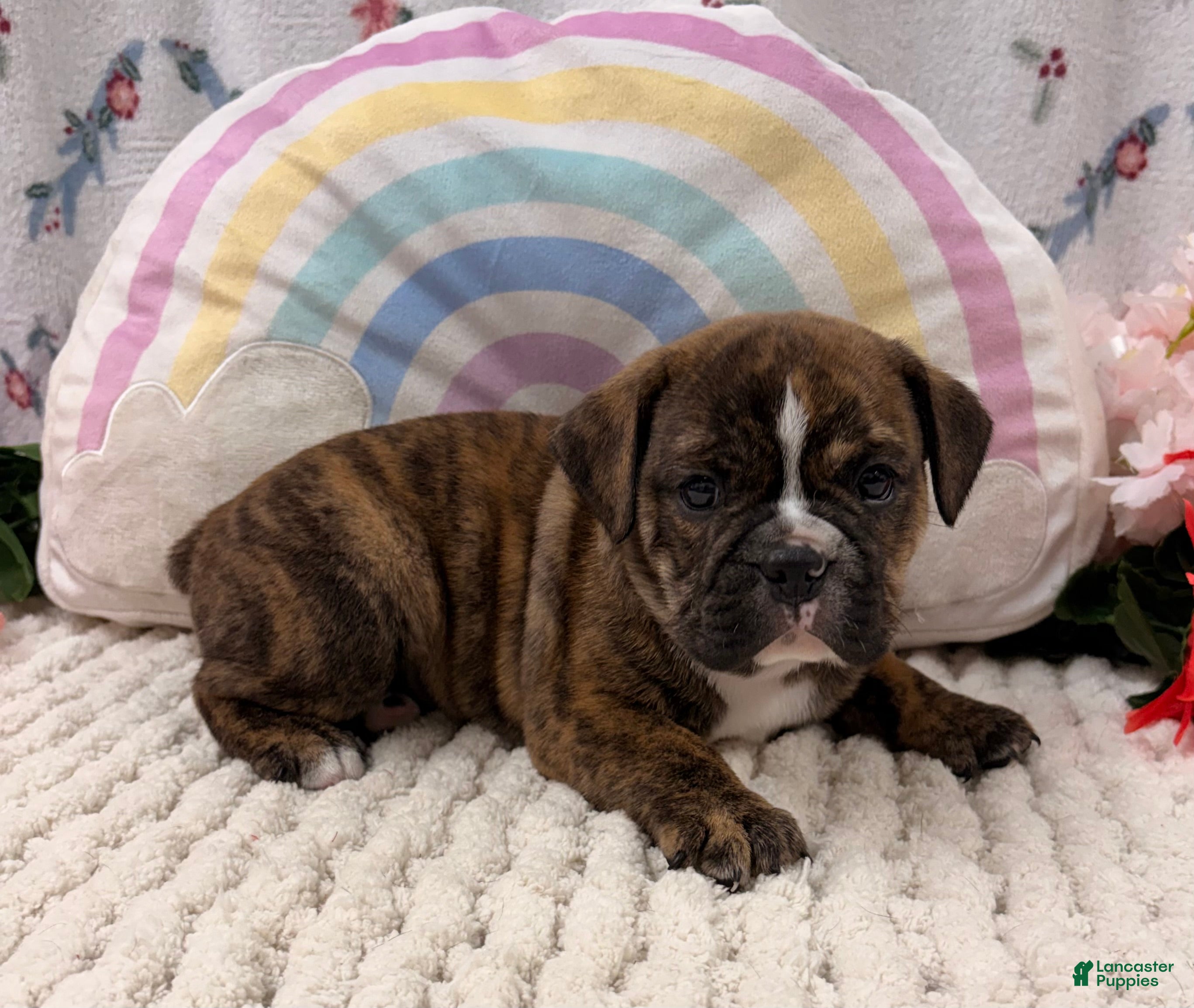 English Bulldog dogs Lincoln  - Ad 2