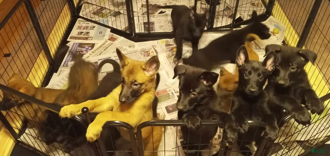 Gallery Image {{count}}