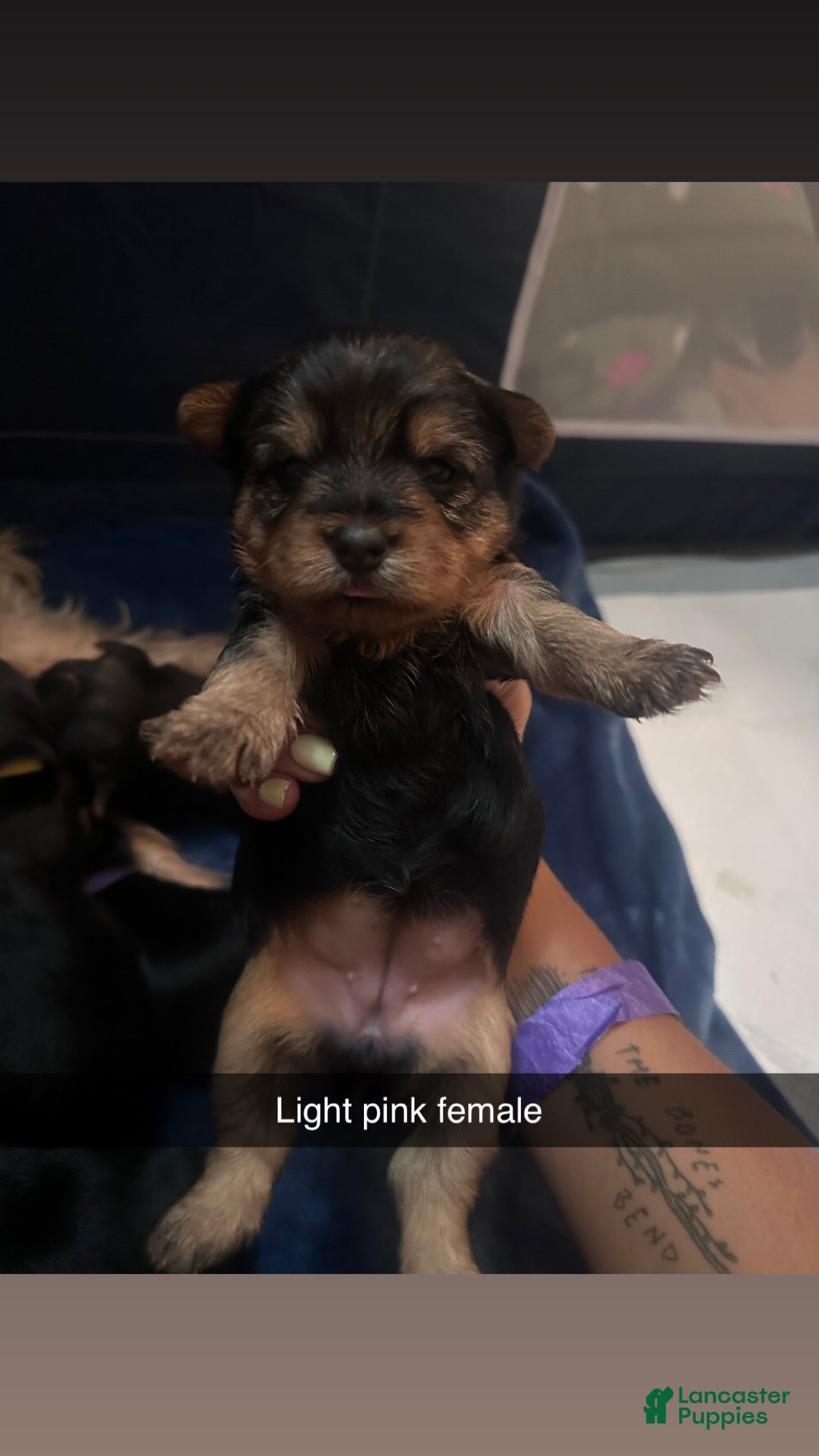 Yorkshire Terrier dogs for sale: Yorkshire Terrier Puppy 3 - Ad 1