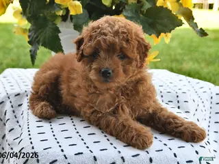 Mini Goldendoodle dogs for sale: Starla - Ad 4