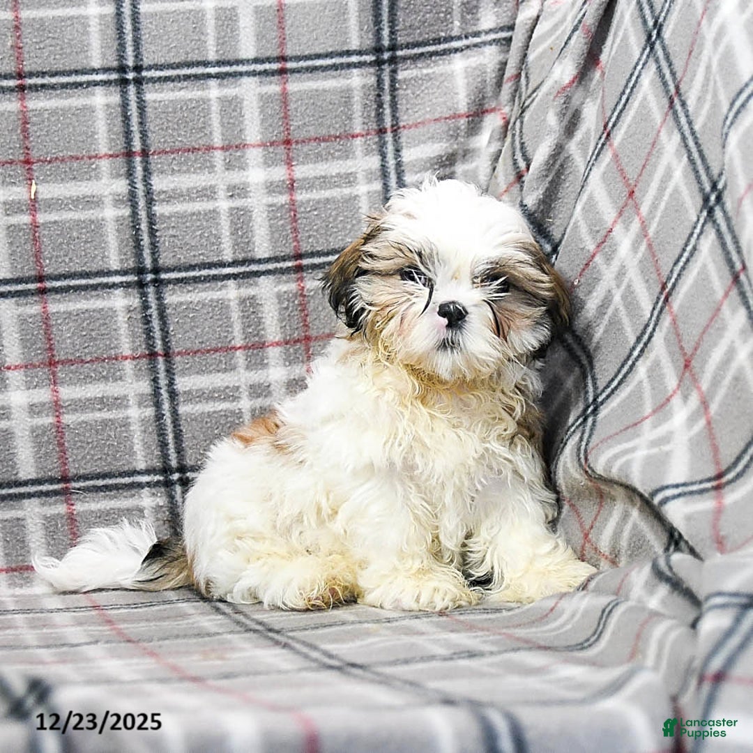 Shihpoo dogs for sale: Marty - Ad 8