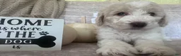 Goldendoodle dogs for sale: Ivory 🤍 - Ad 5