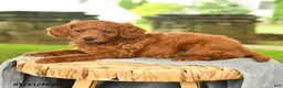 Miniature Poodle dogs for sale: Kayden - Ad 3